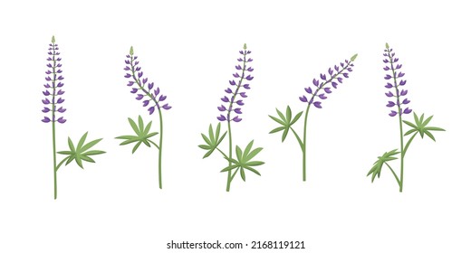 Vector set of illustrations of lupine flowers.
