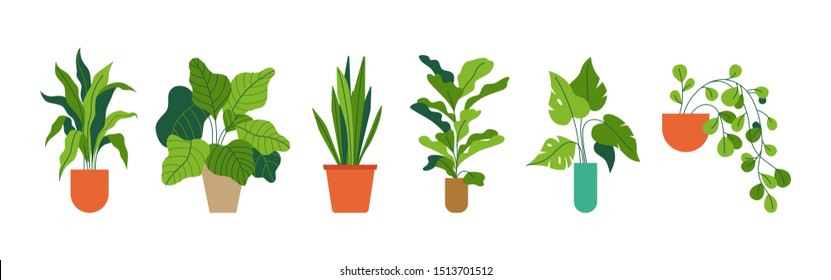 Vector set of illustrations in simple flat style - decorative green houseplants in pots and planters, natural home decor and urban jungle 
