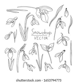 Vector set of illustrations of snowdrops. Drawn by hand in black outline isolated on a white background in cartoon style. For creating spring designs, coloring books, botanical books, design cards