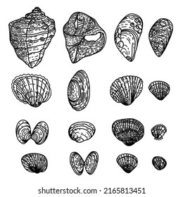 Vector set of illustrations: various shells. The concept of summer time and maritime mood. Black and white illustration in the style of doodles