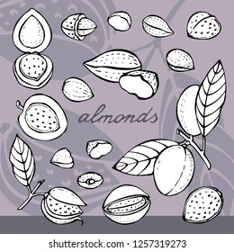 Vector set with image of almonds