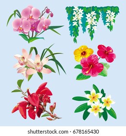 Vector set of images of beautiful tropical flowers
