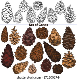 Bilderset für Vektorillustrationen. Vektorillustration dekorative Skizze, Illustration. Cones sind Wälder, Kiefernzapfen