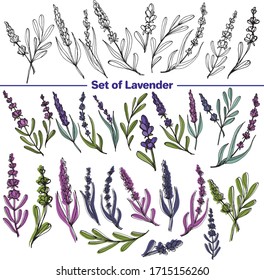 Vector set of images. Vector decorative sketch, illustration. Lavender Flowers