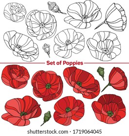 Conjunto vectorial de imágenes. Dibujo decorativo vectorial, ilustración. Flor de amapola