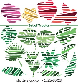 Vector set of images. Vector decorative sketch, illustration. Tropics, exotic