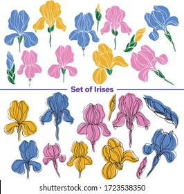 Conjunto vectorial de imágenes. Dibujo decorativo vectorial, ilustración. Flores iris