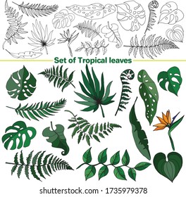 Vector set of images. Vector decorative sketch, illustration.
Tropical leaves