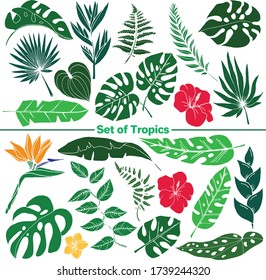 Vector set of images. Vector decorative sketch, illustration. Tropical leaves and flowers