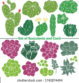 Vector set of images. Vector decorative sketch, illustration. Succulents and Cacti