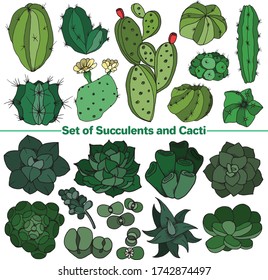 Vector set of images. Vector decorative sketch, illustration. Succulents and Cacti