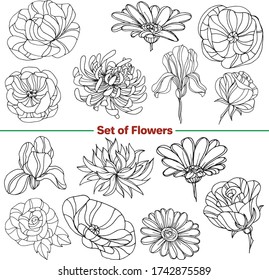 Vector set of images. Vector decorative sketch, illustration. Flowers