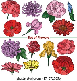 Vector set of images. Vector decorative sketch, illustration. Flowers