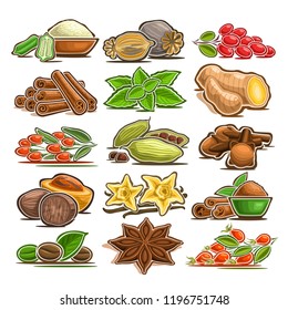 Vector set of indian Spices, 15 cut out assorted abstract condiments for asian cuisine, collection of isolated various cartoon spices for kitchen tags on label of seasoning package on white background