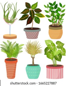 Vektorillustration im Innenhof in Topf. Tillandsia, Croton, Zanzibar Gem, Sword fern, Boston Farn, DragonTree, Arrowhead vine. Kollektion von handgezeichneter, flacher Handarbeit gezeichneter exotischer Hauspflanze. Kleine Illustration.