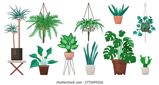 Vector set of indoor plants and flowers in pots. Modern and trendy home decor