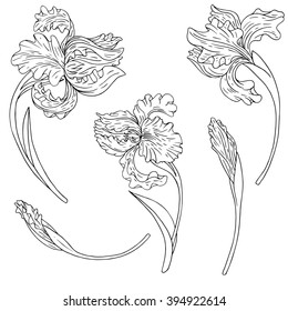 vector set of ink drawing irises, hand drawn floral elements