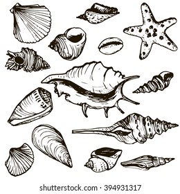 vector set of ink drawing shells and starfish, hand drawn natural illustration