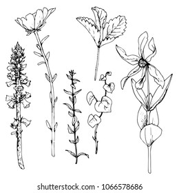 Vector set of ink drawing wild plants, herbs and flowers, monochrome botanical illustration in vintage style, isolated floral element, hand drawn illustration