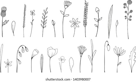 Vector set of ink drawing wild plants, herbs and flowers, monochrome botanical illustration withburdock, leaves, branches, daisy, grass, bud, blossom. Isolated floral hand drawn elements