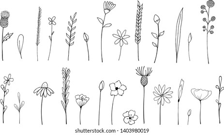 Vector set of ink drawing wild plants, herbs and flowers, monochrome botanical illustration withburdock, leaves, branches, daisy, grass, bud, blossom. Isolated floral hand drawn elements