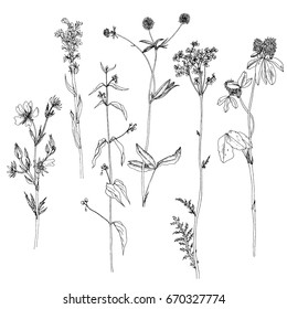 Vector set of ink drawing wild plants, herbs and flowers, monochrome botanical illustration in vintage style, isolated floral element, hand drawn illustration