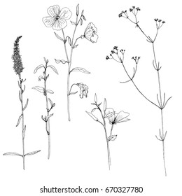 Vector set of ink drawing wild plants, herbs and flowers, monochrome botanical illustration in vintage style, isolated floral element, hand drawn illustration