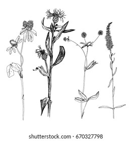 Vector set of ink drawing wild plants, herbs and flowers, monochrome botanical illustration in vintage style, isolated floral element, hand drawn illustration