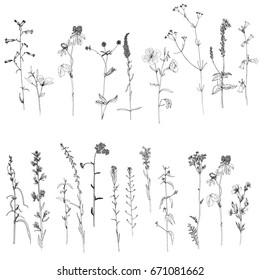 Vector set of ink drawing wild plants, herbs and flowers, monochrome botanical illustration in vintage style, isolated floral element, hand drawn illustration