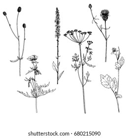 Vector set of ink drawing wild plants, herbs and flowers, monochrome botanical illustration in vintage style, isolated floral element, hand drawn illustration