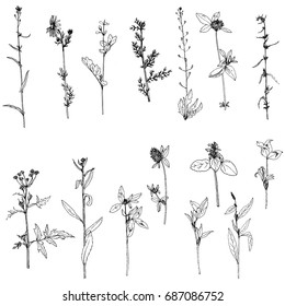 Vector set of ink drawing wild plants, herbs and flowers, monochrome botanical illustration in vintage style, isolated floral element, hand drawn illustration