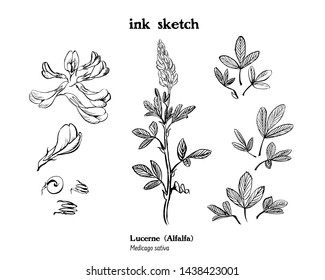 Vector set of ink drawings of alfalfa plant, with flowers, buds, whole plant, leaves and beans. Medicago sativa, lucerne, rough sketch. Medicinal and forage, hay and silage plant.