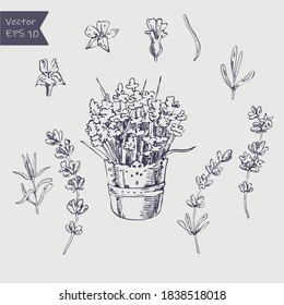 Vektorset mit handgezeichneter, farbiger Lavendel. Vintage-Kollektion von Lavendelblumen Skizze einzeln auf Weiß