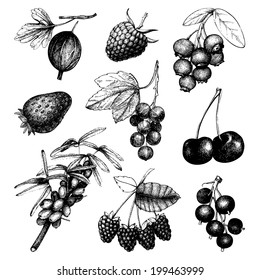 Vector set of ink  hand drawn vintage wild and garden berries. Vintage fruit and berry illustration isolated on white.