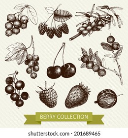 Vector set of ink hand drawn vintage wild and garden berries. Botanical illustration of engraved berry