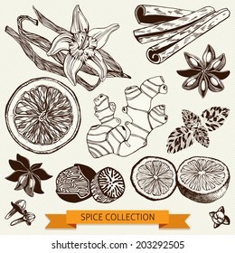 Vector set of ink hand drawn spices, herbs and citrus fruits  isolated on vintage  background.Hand sketched kitchen illustrations.