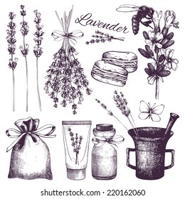 Vector set of ink hand drawn lavender illustration in lilac color. Vintage collection of lilac lavender flowers sketch isolated on white