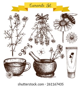 Vector set of ink hand drawn camomile illustration. Vintage collection of graphic chamomile flowers sketch