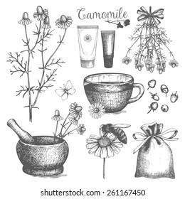 Vector set of ink hand drawn camomile illustration. Vintage collection of graphic chamomile flowers sketch