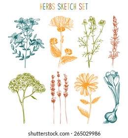 Vector set of ink hand drawn medical herbs and plants sketch. Vintage collection of herbal flowers illustration.