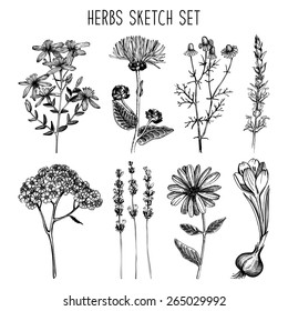 Vector set of ink hand drawn medical herbs and plants sketch. Vintage collection of herbal flowers illustration.