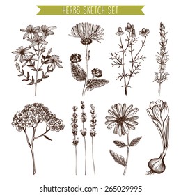 Vector set of ink hand drawn medical herbs and plants sketch. Vintage collection of herbal flowers illustration.