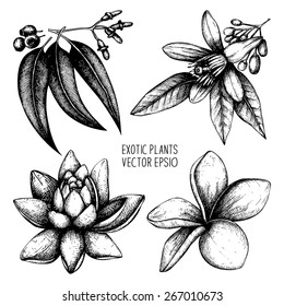 Vector set of ink hand drawn exotic plants and flowers isolated on white background. Vintage tropical plants