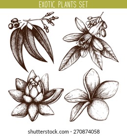 Vector set of ink hand drawn exotic plants and flowers sketch  isolated on white background. Vintage tropical plants collection