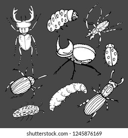 Vector set of insects - beetles, caterpillars, cockroaches.