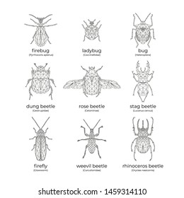 Vector set of insects: bugs and beetles in low poly style. Isolated illustration on white background. Firebug, ladybug, bug, dung-beetle, rose beetle, stag beetle, firefly, weevil, rhinoceros beetle.