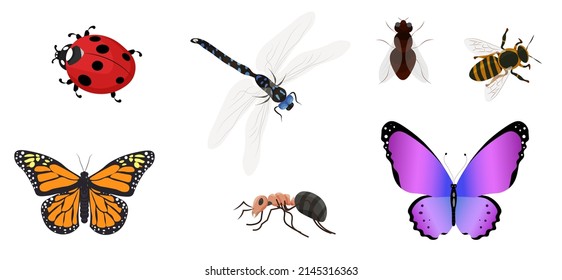 Vector set of insects. butterfly, dragonfly, ant, bee, fly, ladybug.