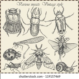 vector set insects in vintage style