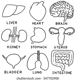 vector set of internal organ cartoon