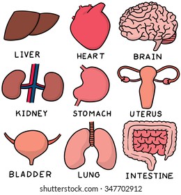 vector set of internal organ cartoon